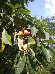 Cornus capitata