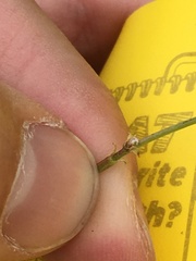 Astragalus neglectus