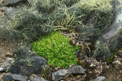 Colobanthus quitensis