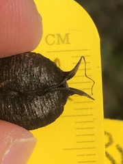 Astragalus neglectus