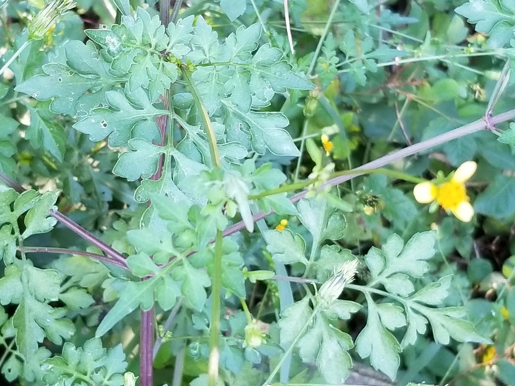 Spanish needles from Lake Shore, MD 21122, USA on September 20, 2020 at