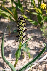 Wurmbea spicata