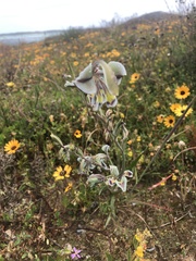 Gladiolus orchidiflorus