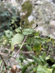 Justicia campylostemon