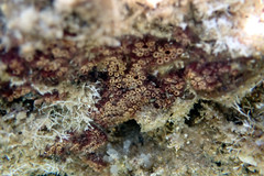 Botrylloides leachii