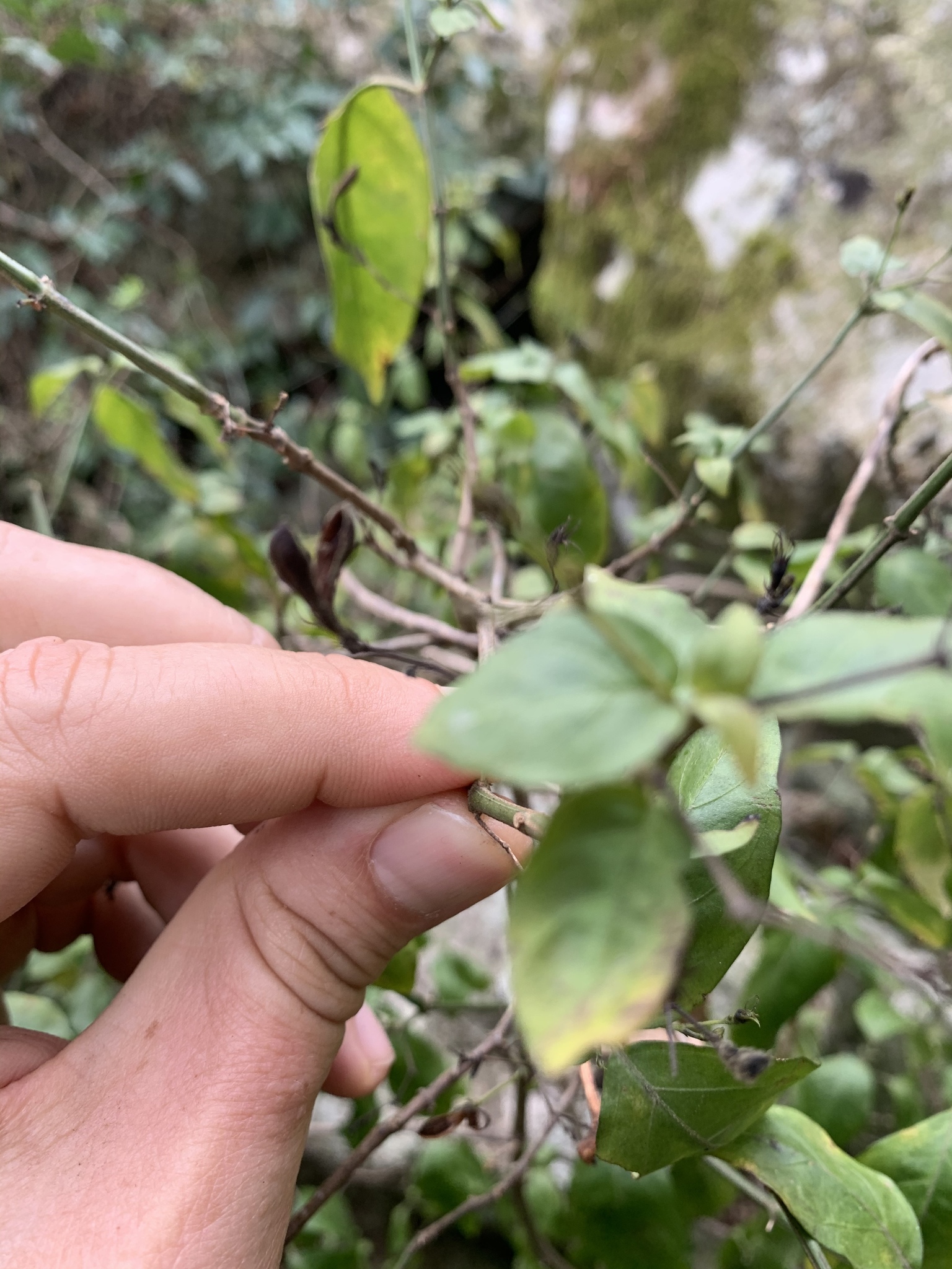 Justicia campylostemon (Nees) T.Anderson