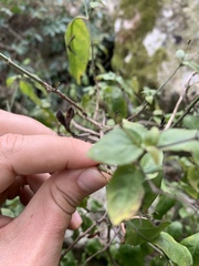 Justicia campylostemon