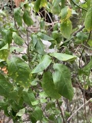 Justicia campylostemon