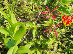 Gloriosa