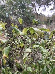 Justicia campylostemon