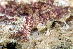 Botrylloides leachii