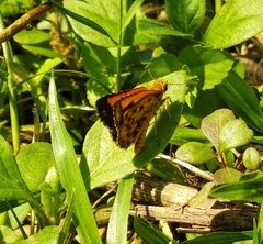 Ampittia dioscorides camertes