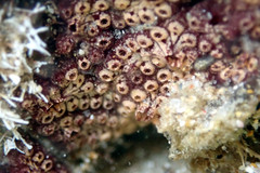 Botrylloides leachii