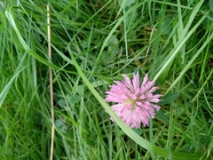 Trifolium pratense