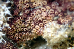 Botrylloides leachii