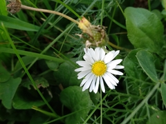 Bellis perennis