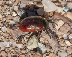 Chrysolina marginata