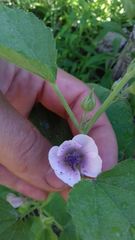 Althaea officinalis