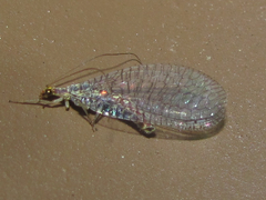 Eremochrysa punctinervis