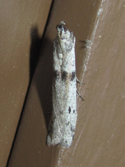 Homoeosoma impressalis