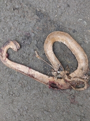 Dipsas sanctijoannis