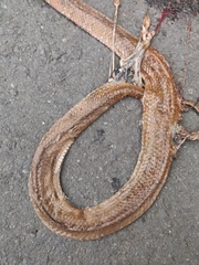 Dipsas sanctijoannis