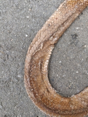 Dipsas sanctijoannis