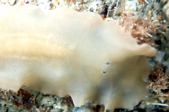 Gnesiocerotidae