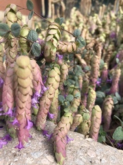 Origanum libanoticum