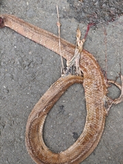 Dipsas sanctijoannis