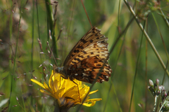 Boloria titania