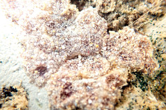 Botryllus