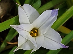 Ipheion