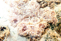 Botryllus