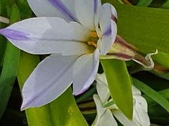 Ipheion