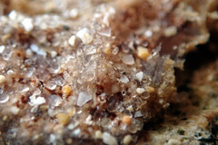 Botryllus