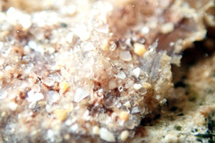 Botryllus