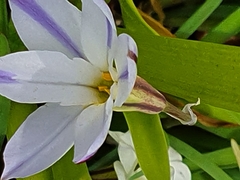 Ipheion