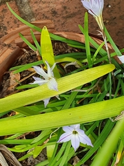 Ipheion