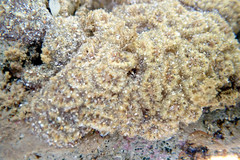 Botryllus