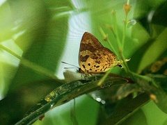 Bindahara phocides