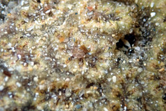 Botryllus