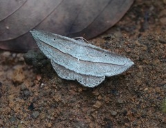 Heteralex rectilineata