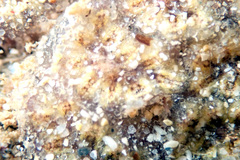 Botryllus