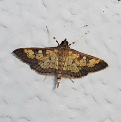 Diacme elealis