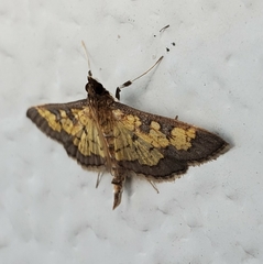 Diacme elealis