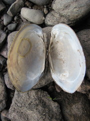 Atlanticoncha ochracea