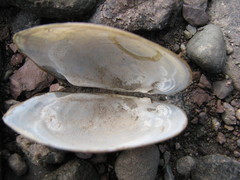 Atlanticoncha ochracea