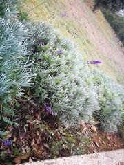 Lavandula angustifolia
