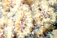 Botryllus